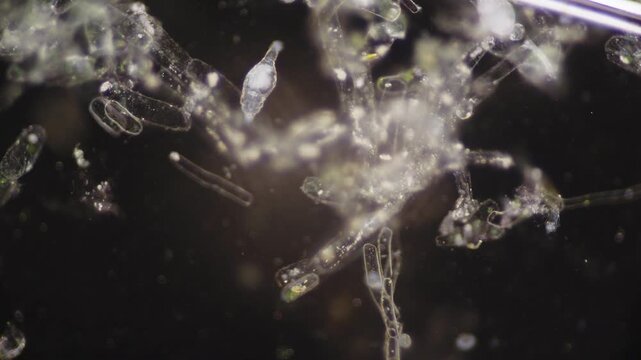 Tiny aquatic creatures observed with detailed microscopy