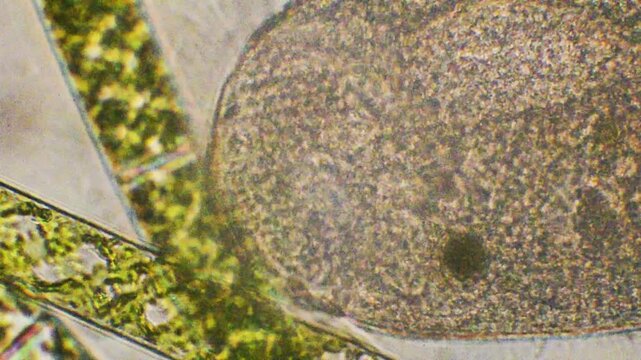 enlargement of protozoan cilia, ciliate and green algae, microscopy, microrganism, water, ciliata, algae, microscopic, Monza, Italy
