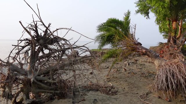 A whole date palm tree lies uprooted from the ground in an area affected by river erosion along the coast.