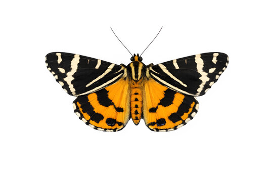 Beautiful Jersey Tiger butterfly on transparent background