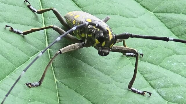 
Frontal ultra-close macro video of a long-antennaed mulberry longhorn beetle sitting on a green leaf.#003