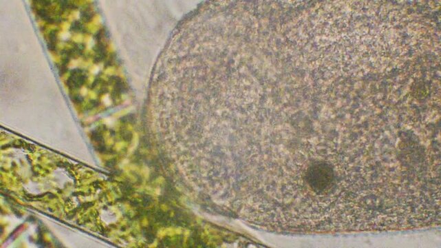 enlargement of protozoan cilia, ciliate and green algae, microscopy, microrganism, water, ciliata, algae, microscopic, Monza, Italy