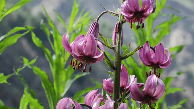 martagon lily , Turk's cap lily, LILIUM MARTAGON, Gran Paradiso National Park, Cogne, Valnontey, Valle d'Aosta, Italy,