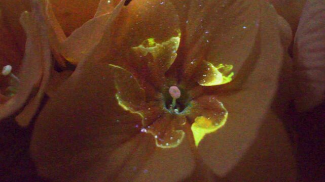 transition from natural light to ultraviolet light, flower corolla, petals of flower, uv, ultraviolet light, ultraviolet