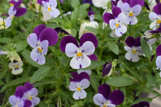 Flores do Campo
