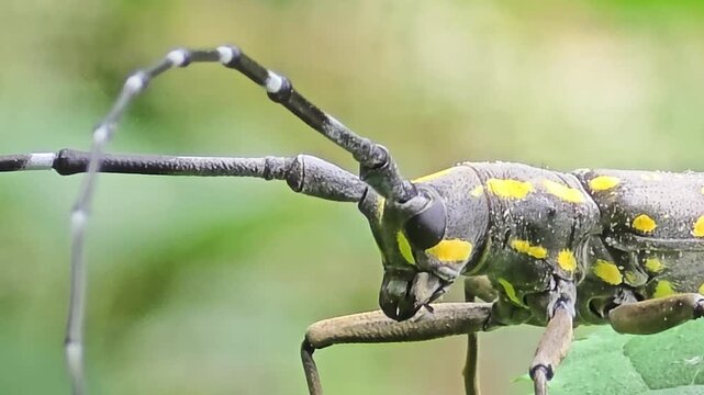 Ultra-close macro close-up video of a long-antennaed mulberry longhorn beetle sitting on a green leaf.#005
