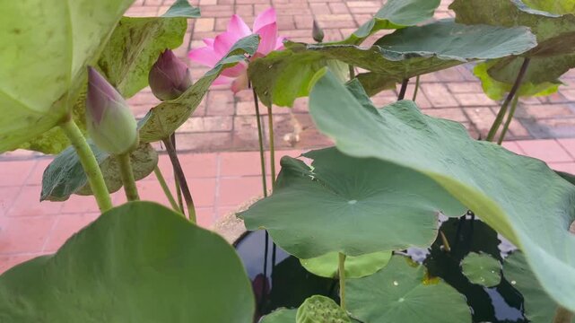 Green park surrounded by tropical plant garden , stock footage