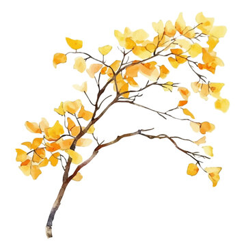 Golden Rain Tree Branch, charming watercolor vector with soft tones and graceful design, isolated on a white background.