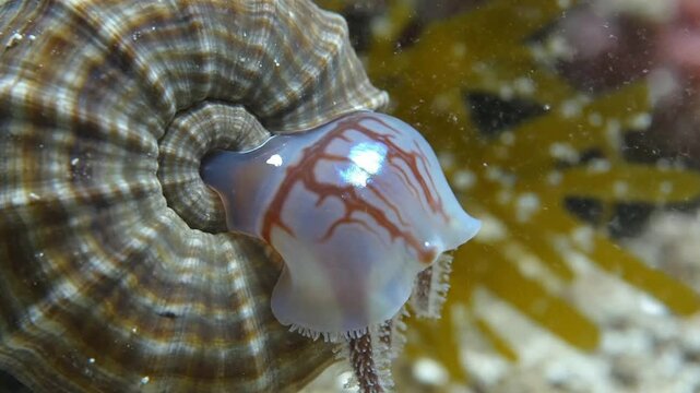 Close-Up Of Colorful Sea Snail Emerging From Spiral Shell In Vibrant Underwater Habitat
