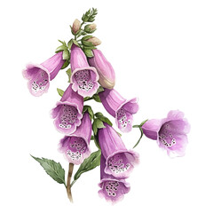 watercolor of Foxglove Branch graphic, isolated on a white background. © soltrex