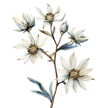 watercolor graphic of Flannel Flower Branch, isolated on a white background.