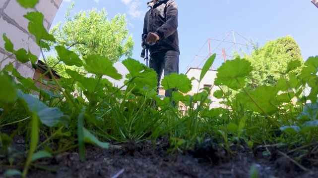 A man trims the grass in his yard with a buzzing trimmer, carefully edging along paths and fences. Fresh clippings scatter as he moves, surrounded by greenery and the hum of summer.