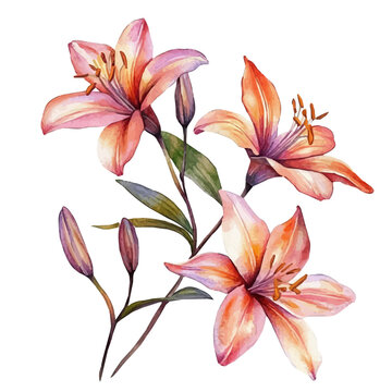 watercolor of Fairy Lily Branch graphic, isolated on a white background.