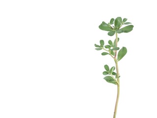 Fototapeta premium A branch of fresh green common purslane (Portulaca oleracea) isolated on a clean white background. Perfect for concepts related to healthy eating, wild edible weed and herbal medicine