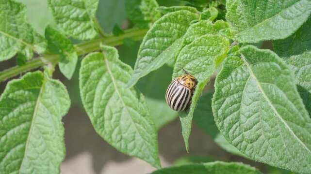 Colorado potato beetle crawling on green leaf of potato plant