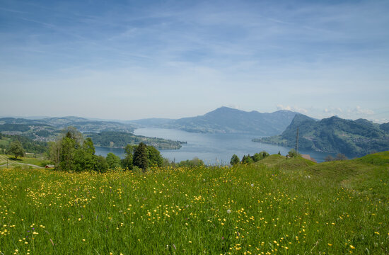 Spring Blooming Alpine Meadows along the Hiking Trail from Alpnachstad to Hergiswil, Lake Lucerne Region, Switzerland
