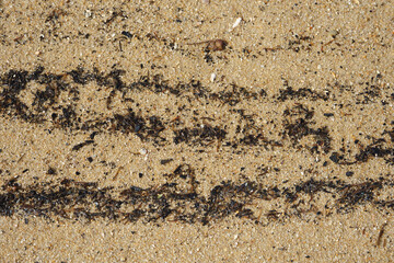 Fototapeta premium Seaweed and marine debris line a sandy beach. Norfolk Beach, Coochiemudlo Island, Queensland, Australia. 