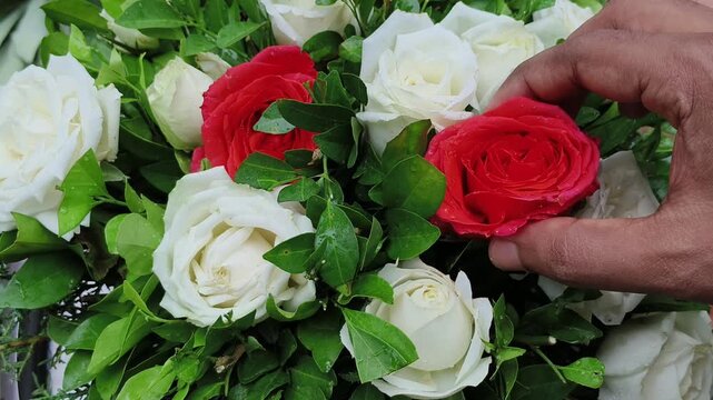 Professional florist worker hand making rose or rosa flower arrangement while creating classic wedding bouquet using beautiful bundle of red and white roses. Floriculture industry or business concept.
