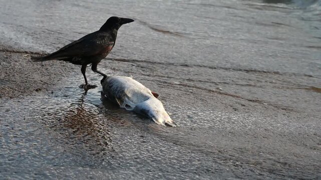 Real Time of One Carrion Crows Feeding on Dead Fish near Lake Geneva Shore in Switzerland. Zoom out