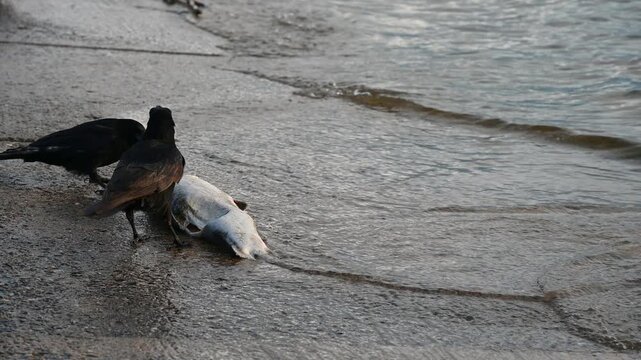 Real Time of Two Carrion Crows Feeding on Dead Fish near Lake Geneva Shore in Switzerland.