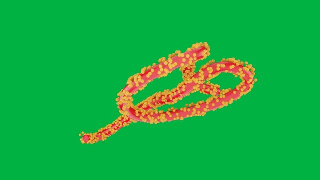 3d animated of Ebola virus particles isolated on green screen background