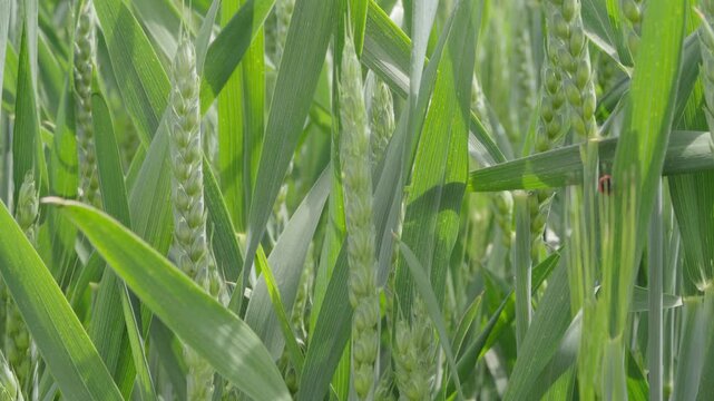 Green wheat spikes waving in light breeze on farm plantation closeup