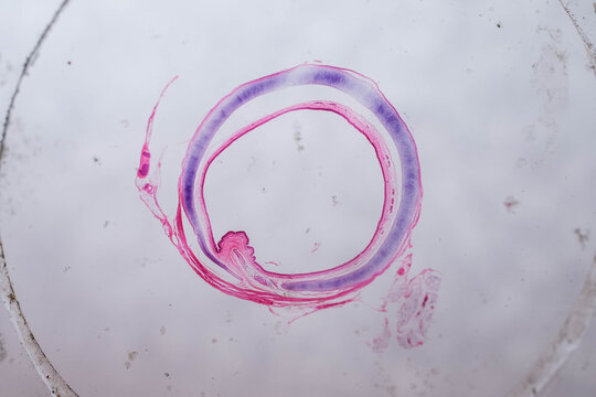 Pseudostratified Ciliated Columnar Epithelium Respiratory Tract Cross Section