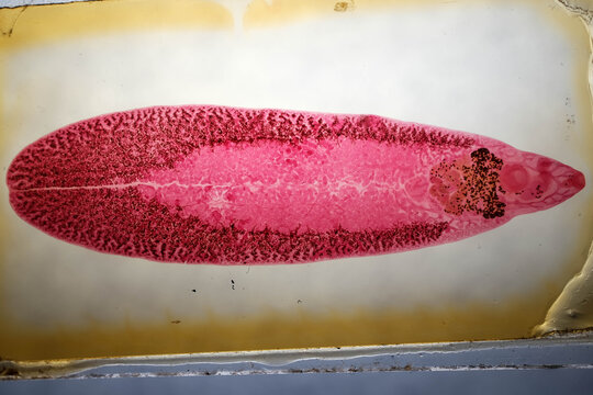 Fasciola Hepatica Adult Liver Fluke Stained Whole Mount