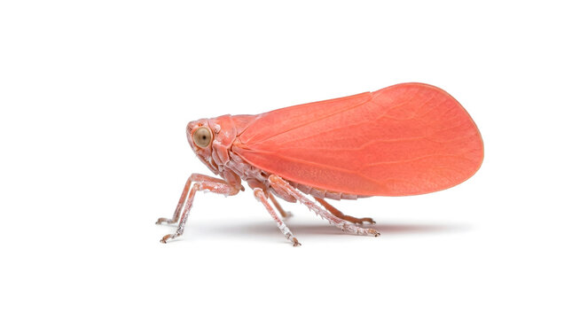 Exotic Pink Flatid Planthopper Phromnia Rosea Insect Isolated on White.