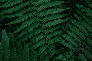 Rich dark green fern leaves. Natural texture for luxury garden concepts, landscape architecture. © Todayphoto