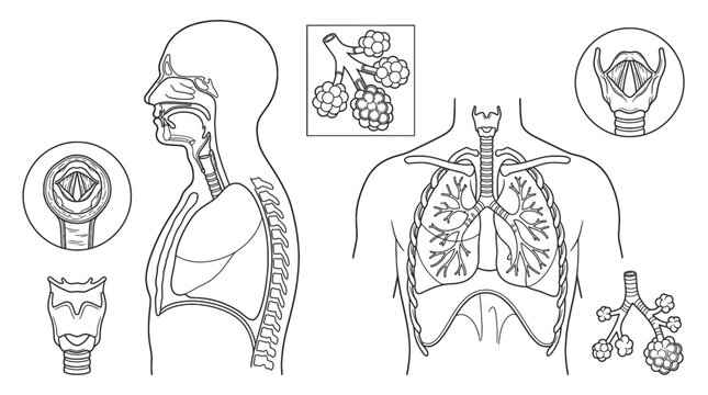 Human Respiratory System: Detailed anatomical illustration of the human respiratory system, including the lungs, trachea, larynx, and alveoli.