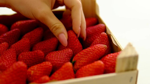 strawberries in a wooden box fresh strawberries in wooden boxes on fields background