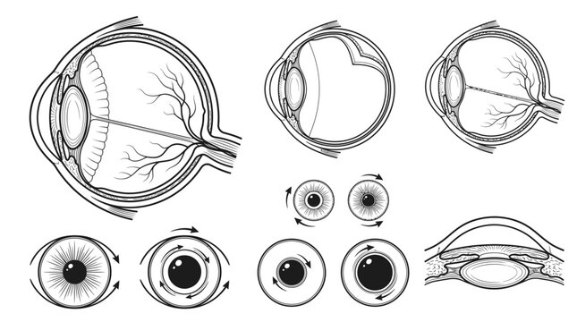 Anatomy of the Human Eye: Detailed illustration showcasing the cross-section and frontal views of the human eye, highlighting its intricate structures and optical functions.