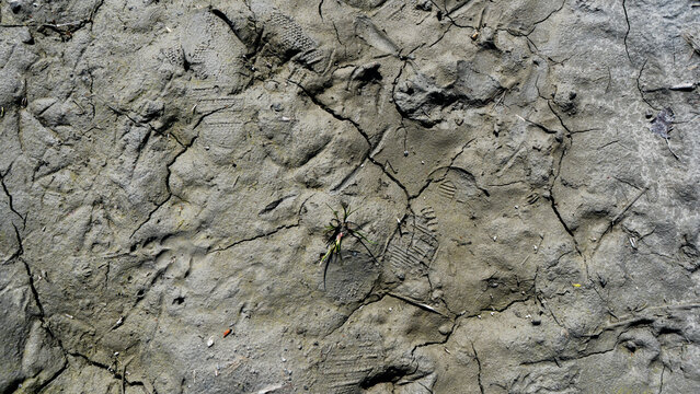 Footprints and Animal Paw Tracks in Cracked Dry Mud Texture