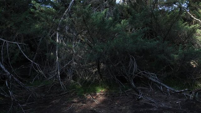 Shaded forest floor in Mt Lofty with tangled pine branches and dappled sunlight, capturing serene, moody woodland atmosphere. Low-angle, wide shot, natural lighting, no people visible.