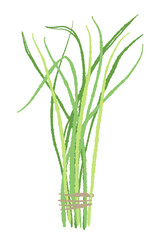 Fototapeta premium Fresh Lemongrass Bunch Bouquet