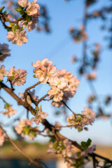 Naklejka premium Apple tree branch with pink blossoms blooming against clear blue sky at spring sunset