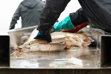 Pond fishing in the Dombes region in France © beatrice prève