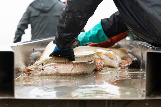 Pond fishing in the Dombes region in France