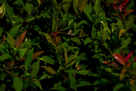 Close up of Syzygium species, commonly known as Lilly Pilly or Brush Cherry, showcasing dense glossy leaves and fresh green tones. Captured with natural lighting, ideal for garden hedges, landscaping