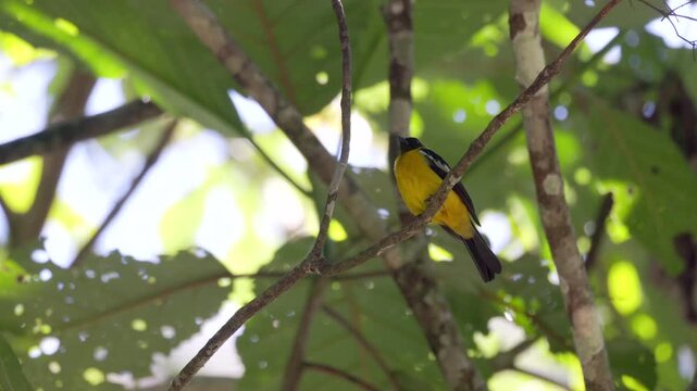 Wild bright yellow and black perched tanager bird in South American tropical rainforest jungle