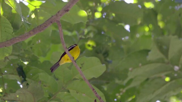 Wild bright yellow and black perched tanager bird in South American tropical rainforest jungle2