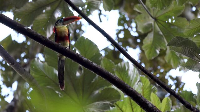 Bird wild colorful tropical exotic Curl-crested Aracari toucan in rainforest jungle long beak6