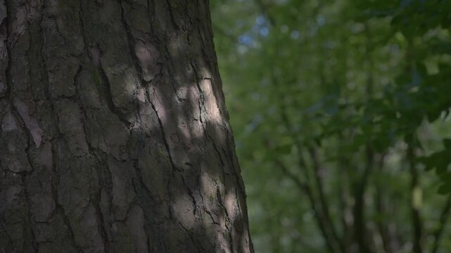 Sunlight creates a pattern on the textured bark of a tree in a peaceful forest. Ideal for projects focused on nature's detail and tranquility.