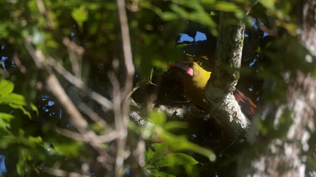 Olive Oropendola bird eating bat in South American tropical rainforest jungle2