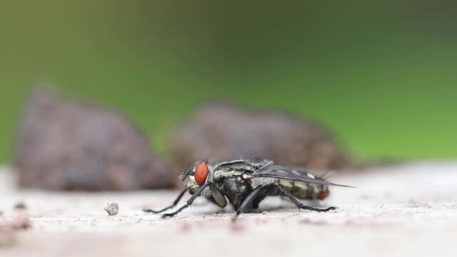 Closeup of a Flesh Fly with a bird dropping behind it. UK