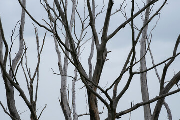 Naklejka premium Bare branches of trees reach toward the sky against a gray backdrop during an overcast day