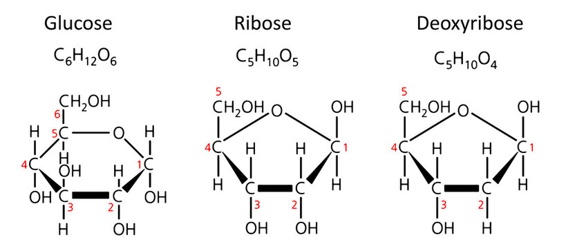 Cyclic structures of glucose, ribose, and deoxyribose (Haworth projection).