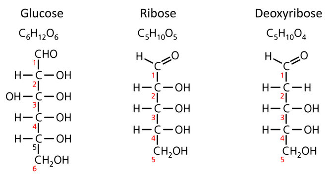 Linear representation of monosaccharides: glucose, ribose, and deoxyribose (Fischer projection).