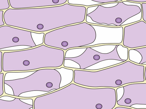 Plasmolysis in red onion plant cells.